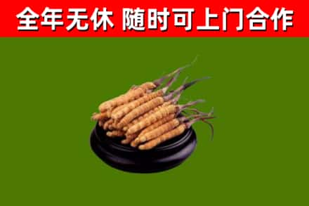 潼关回收冬虫夏草